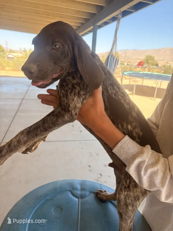 gray collar – German Shorthaired Pointer puppy for sale in Hesperia, CA