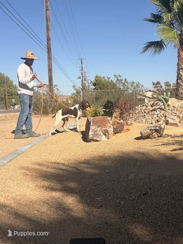 orange collar – German Shorthaired Pointer puppy for sale in Hesperia, CA