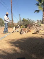 orange collar, a male German Shorthaired Pointer for sale in Hesperia, CA – 1 of 6