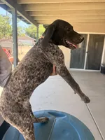 green collar, a female German Shorthaired Pointer for sale in Hesperia, CA – 1 of 6
