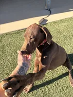 Cinnamon , a female German Shorthaired Pointer for sale in Hesperia, CA – 5 of 8