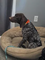 gray collar, a male German Shorthaired Pointer for sale in Hesperia, CA – 2 of 5