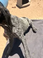 green collar, a female German Shorthaired Pointer for sale in Hesperia, CA – 3 of 4