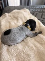 yellow, a female German Shorthaired Pointer for sale in Hesperia, CA – Photo 3 of 3
