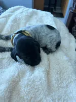 yellow, a female German Shorthaired Pointer for sale in Hesperia, CA – Photo 2 of 3