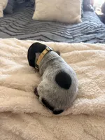 yellow, a female German Shorthaired Pointer for sale in Hesperia, CA – Photo 1 of 3