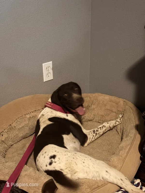 Taz – German Shorthaired Pointer puppy for sale in Hesperia, CA