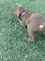 Coco, a  German Shorthaired Pointer for sale in Hesperia, CA – 10 of 10