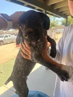 green collar, a female German Shorthaired Pointer for sale in Hesperia, CA – 4 of 4