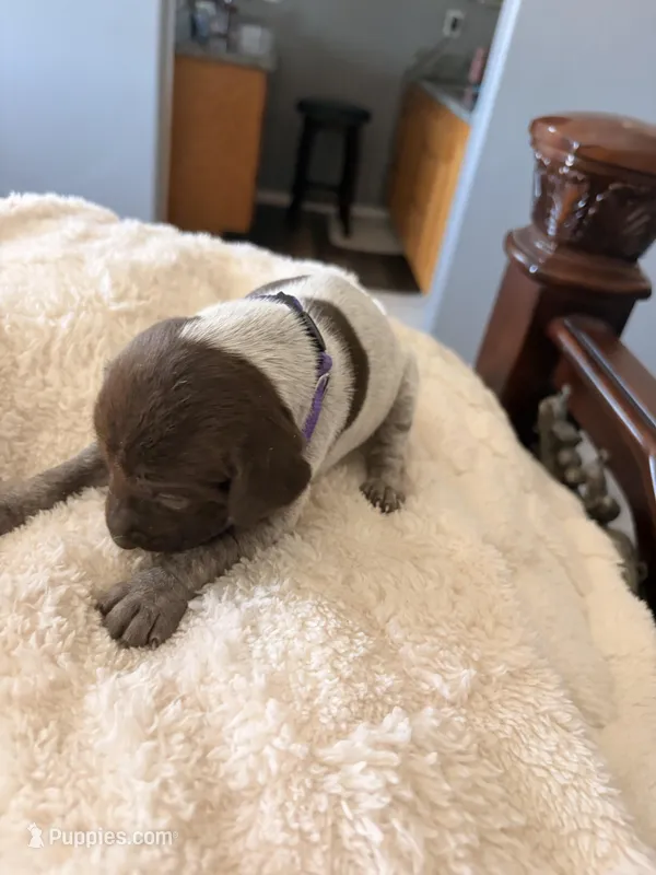 purple collar – German Shorthaired Pointer puppy for sale in Hesperia, CA