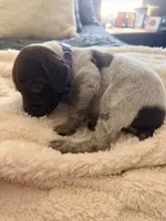purple collar, a female German Shorthaired Pointer for sale in Hesperia, CA – Photo 2 of 3