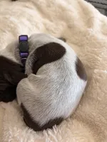 purple collar, a female German Shorthaired Pointer for sale in Hesperia, CA – Photo 3 of 3
