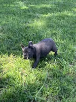 Blue, a female French Bulldog for sale in Smyrna, SC – 7 of 7