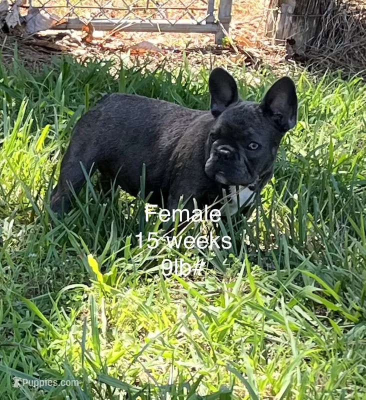 Blue – French Bulldog puppy for sale in Smyrna, SC