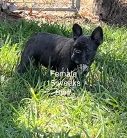 Blue, a female French Bulldog for sale in Smyrna, SC – 1 of 7