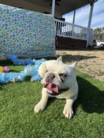 Jazz, a female French Bulldog for sale in Smyrna, SC – Photo 5 of 5