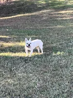 Jazz, a female French Bulldog for sale in Smyrna, SC – Photo 3 of 5