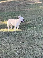 Jazz, a female French Bulldog for sale in Smyrna, SC – Photo 2 of 5