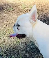 Jazz, a female French Bulldog for sale in Smyrna, SC – Photo 1 of 5