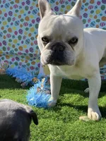 Jazz, a female French Bulldog for sale in Smyrna, SC – Photo 4 of 5