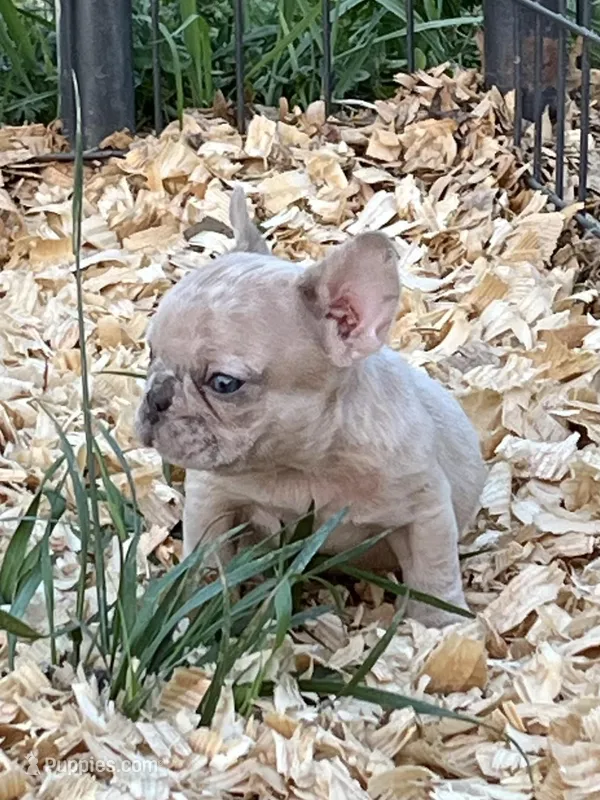 Sparkles – French Bulldog puppy for sale in Smyrna, SC