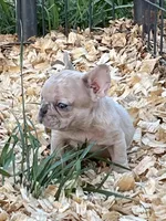 Sparkles, a male French Bulldog for sale in Smyrna, SC – Photo 1 of 10