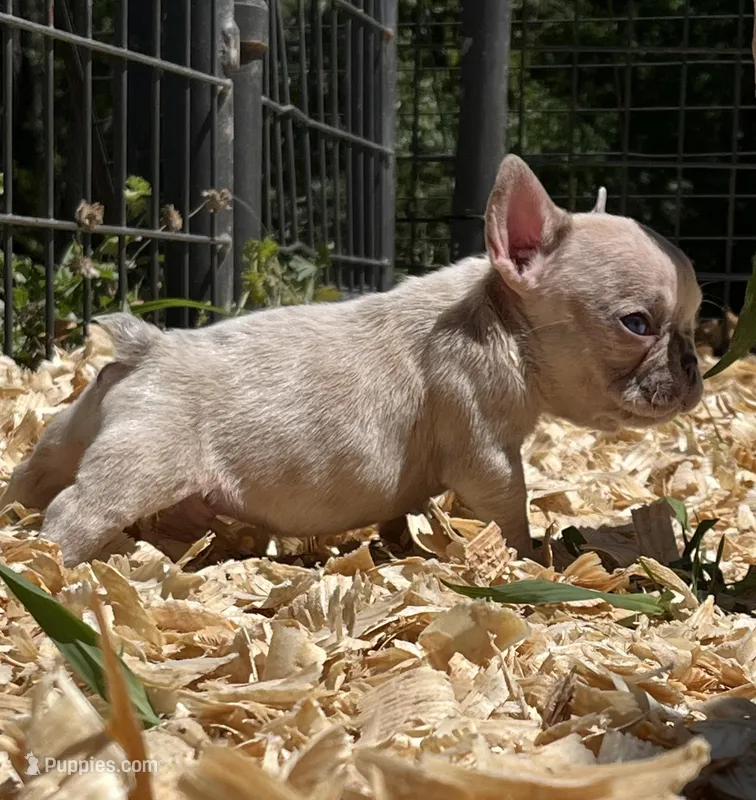 Sparkles – French Bulldog puppy for sale in Smyrna, SC