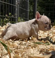 Sparkles, a male French Bulldog for sale in Smyrna, SC – Photo 2 of 10
