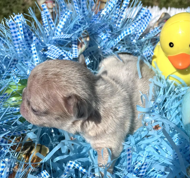 Sparkles – French Bulldog puppy for sale in Smyrna, SC