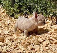 Sparkles, a male French Bulldog for sale in Smyrna, SC – Photo 7 of 10