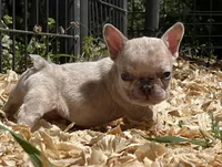 Sparkles, a male French Bulldog for sale in Smyrna, SC – Photo 3 of 10