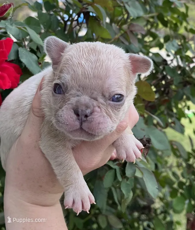 Sparkles – French Bulldog puppy for sale in Smyrna, SC