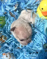 Sparkles, a male French Bulldog for sale in Smyrna, SC – Photo 3 of 10