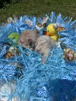 Sparkles, a male French Bulldog for sale in Smyrna, SC – Photo 5 of 10