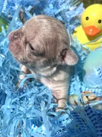 Sparkles, a male French Bulldog for sale in Smyrna, SC – Photo 2 of 10