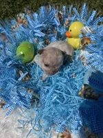 Sparkles, a male French Bulldog for sale in Smyrna, SC – Photo 4 of 10