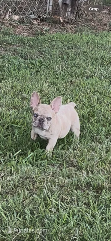 Smalls – French Bulldog puppy for sale in Smyrna, SC