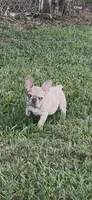 Smalls, a male French Bulldog for sale in Smyrna, SC – 7 of 7