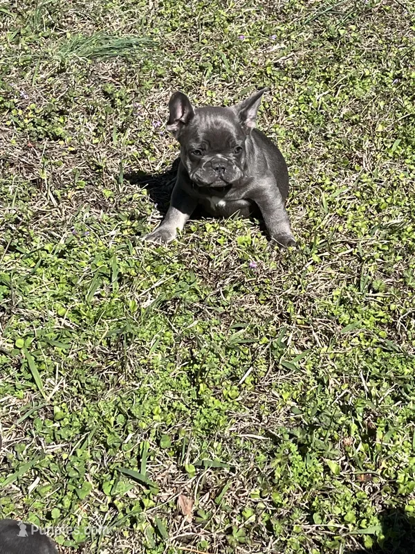 Scott  – French Bulldog puppy for sale in Smyrna, SC