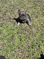 Scott , a male French Bulldog for sale in Smyrna, SC – Photo 1 of 10