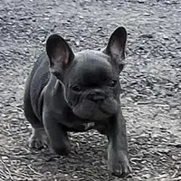 Scott , a male French Bulldog for sale in Smyrna, SC – Photo 4 of 10