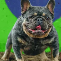 Scott , a male French Bulldog for sale in Smyrna, SC – Photo 9 of 10