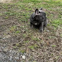 Scott , a male French Bulldog for sale in Smyrna, SC – Photo 3 of 10