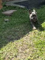 Scott , a male French Bulldog for sale in Smyrna, SC – Photo 5 of 9