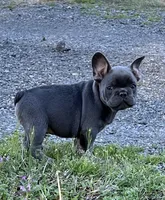 Scott , a male French Bulldog for sale in Smyrna, SC – Photo 8 of 10
