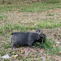 Scott , a male French Bulldog for sale in Smyrna, SC – Photo 5 of 10