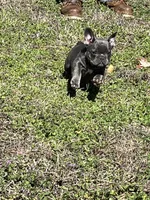 Scott , a male French Bulldog for sale in Smyrna, SC – Photo 2 of 10