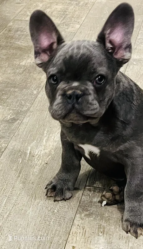 Scott  – French Bulldog puppy for sale in Smyrna, SC