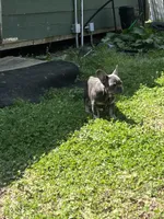 Scott , a male French Bulldog for sale in Smyrna, SC – Photo 4 of 9