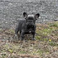 Scott , a male French Bulldog for sale in Smyrna, SC – Photo 10 of 10